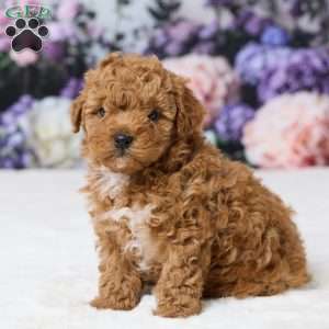 Tommy, Miniature Poodle Puppy